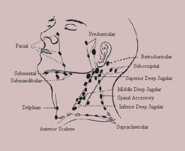 Cervical Lymph Nodes Diagram 