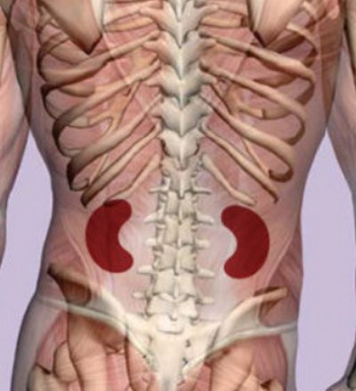 Kidney Pain Location Anatomy Lower Back Vs Back Pain Causes 