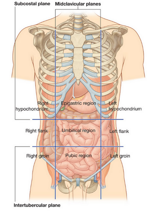 Kidney Pain - (Location, anatomy), lower back, Vs Back pain, Causes