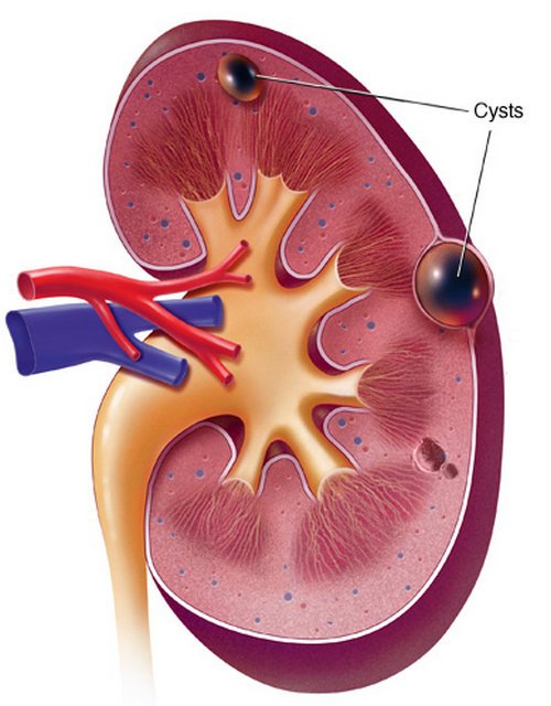 Kidney Pain Location Anatomy Lower Back Vs Back Pain Causes