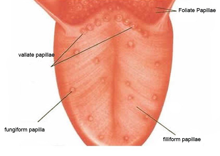 how to get your taste buds back after a cold