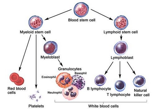 Life of a White Blood Cell