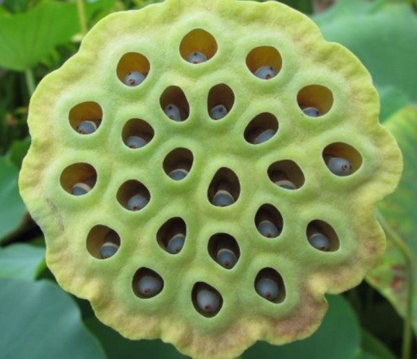 Trypophobia Causes Cure