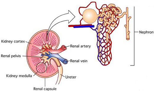 The complexity of the kidney is extensive and this image is able to break it down into the basic parts.image