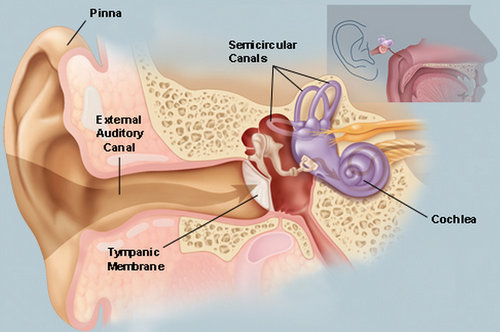 The details of the outer, middle and inner ear.image