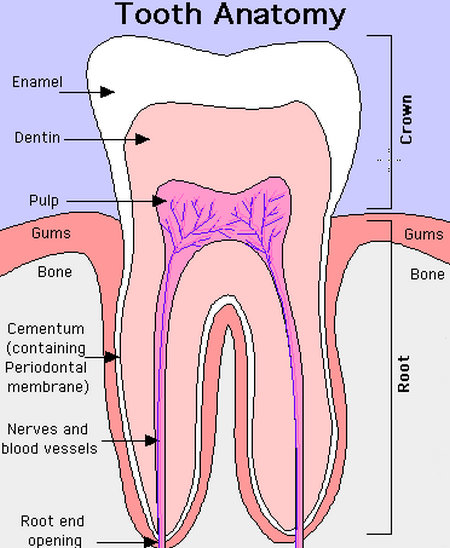 Tooth Anatomy.picture