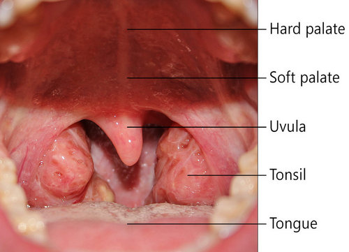 a very clear image of the healthy tissue in the throat.photo