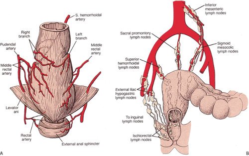 Leaky Anus Anal Leakage - Causes And How To Stop Anal -3384