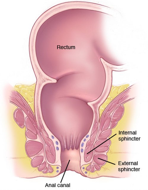 anatomy of the anal area.photo