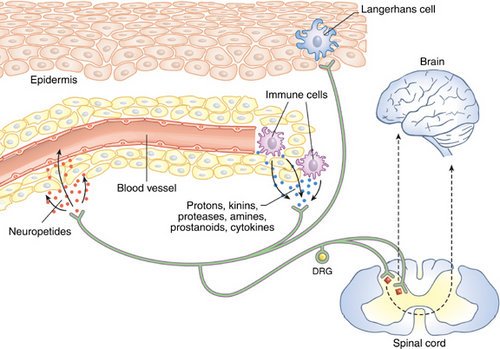 how the brain is alerted through the nervous system that you feel an itch.image