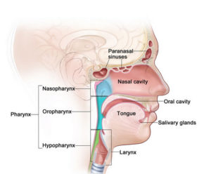 Throat Anatomy - (2021 - Updated)