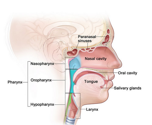 parts of throat anatomy.photo