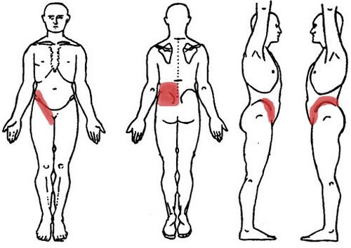 the anatomical areas without the organs.picture