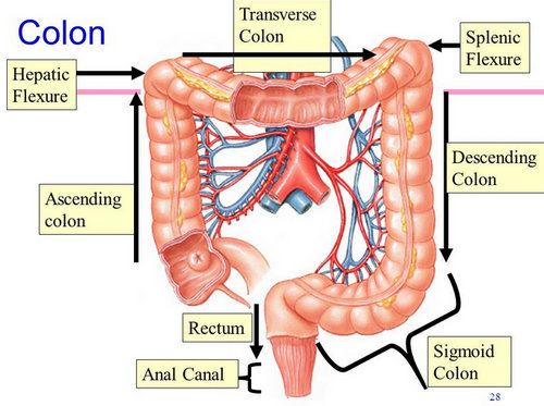 the blood supply to the colon.picture