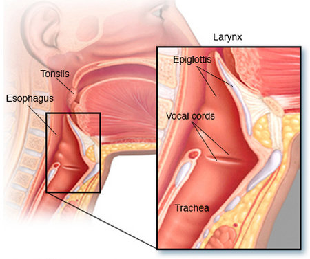 the folds that appear above the trachea called vocal folds or vocal cords.image