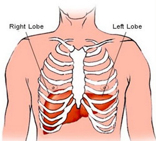 the location of the liver because it so clearly shows its placement behind the ribs.image