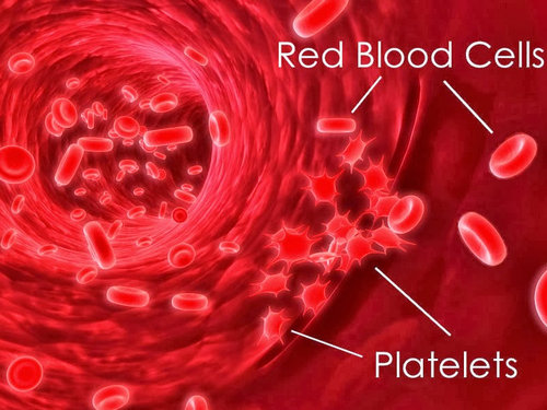 A microscopic presentation of platelets and red blood cells.image