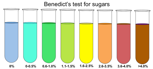 Test tubes containing benedict’s solution testing for sugars.photo