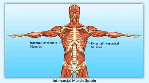 An anatomical view of the internal and external intercostal muscle.photo