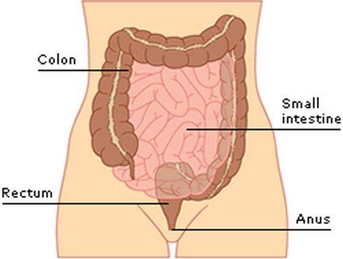 Anatomy of the digestive tract outlining both the anus and the rectum.photo