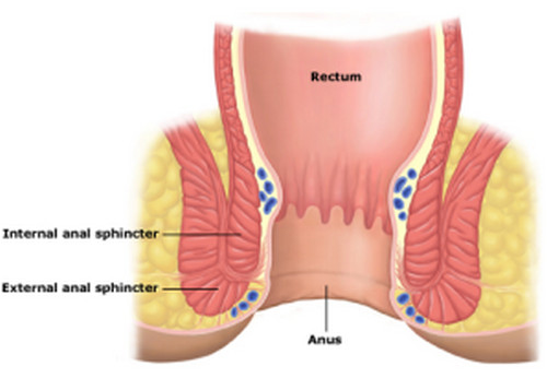 The anus, rectum, and the sphincter muscles.image