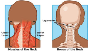 HealthoolThe muscles and ligaments of the neck image | Healthool