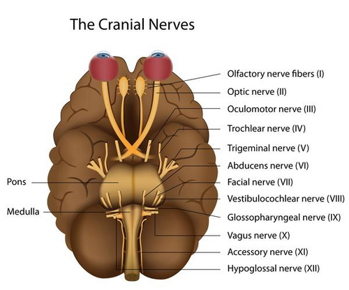 The cranial nerves from I to XII Bulbar Palsy image photo picture