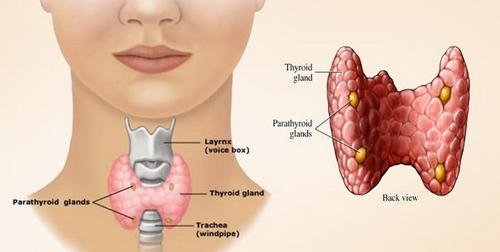 The thyroid gland is situated below the voice box and just above the windpipe image photo picture