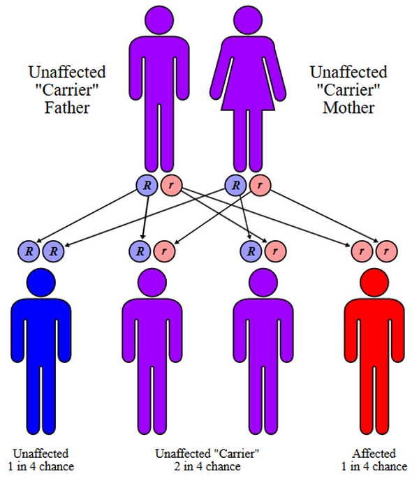 Unaffected carrier parents can still produce children with a Batten disease image photo picture