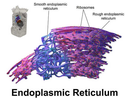 A closer look at endoplasmic reticulum human cell image photo picture