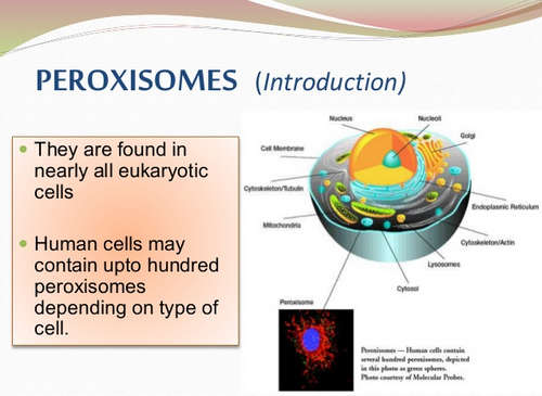 A human cell contains up to a hundred peroxisome image photo picture