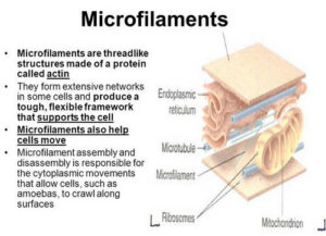 HealthoolA microfilament is a structure in the cell that looks like a