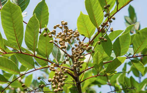 A poison sumac plant with grey to ivory white fruits image photo picture