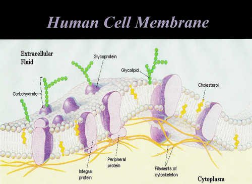 The human cell membrane image photo picture