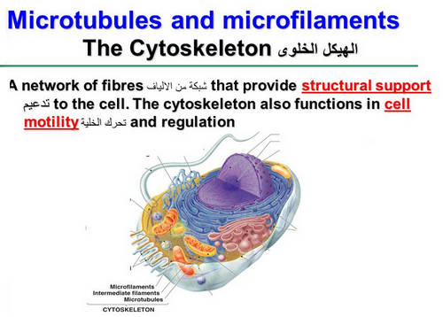 The microtubules of the human cell image photo picture