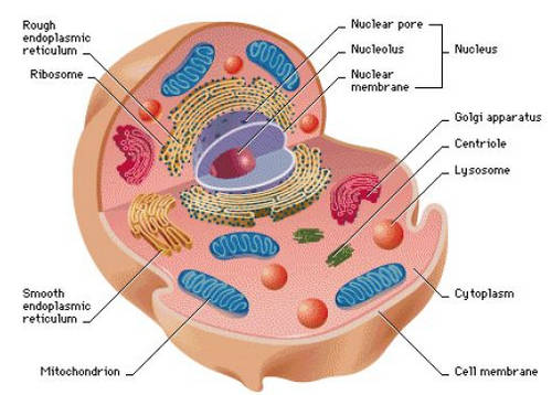 The mitochondria of the human cell image photo picture